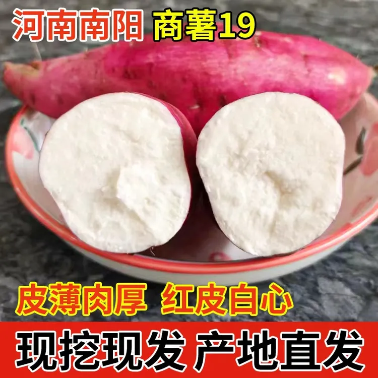 老品种河南白心板栗薯牛奶红薯白瓤山芋干面粉糯红皮白心地瓜番薯