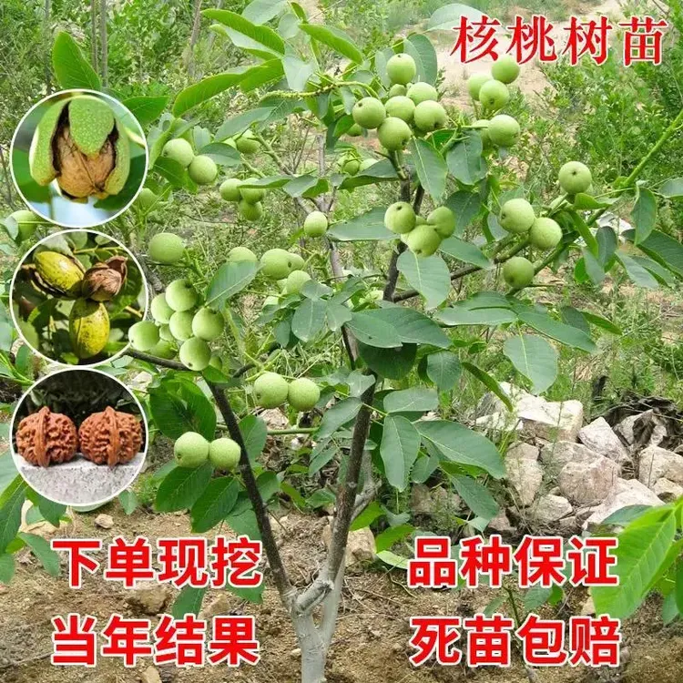 文玩核桃树苗核桃嫁接苗薄皮8518纸皮核桃苗地栽果树果苗益苞zhij