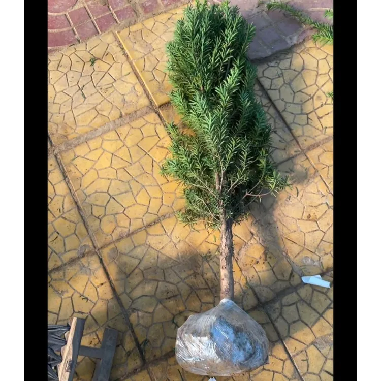 曼地亚红豆杉盆栽室内外绿植净化空气耐寒耐旱四季常青好养树苗