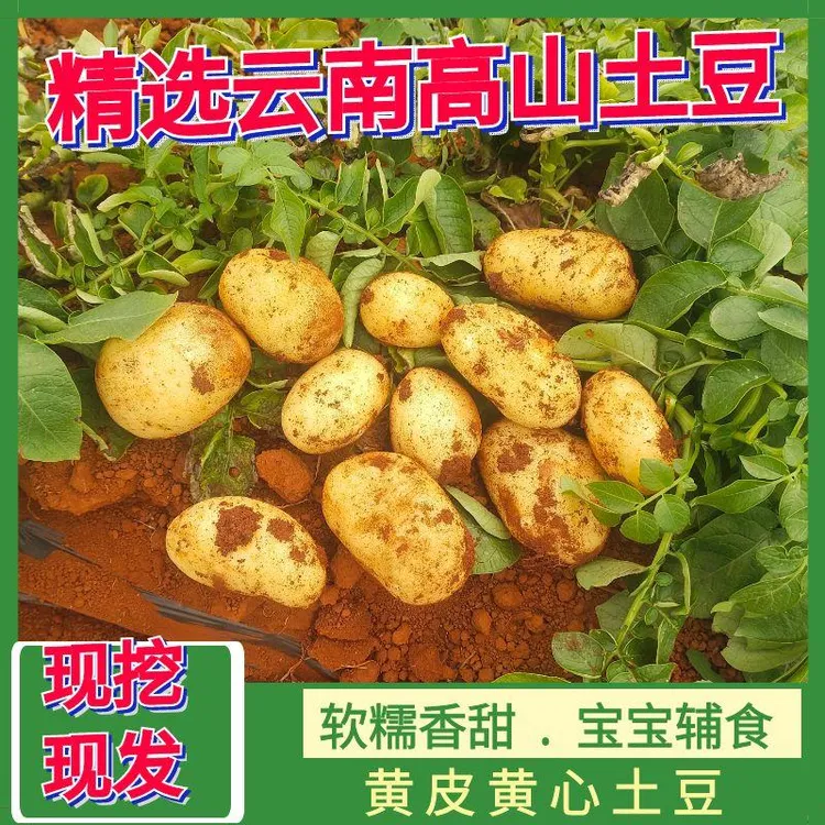 A级果现挖现发云南精选黄皮黄心土豆洋芋马铃薯现挖 产地直发