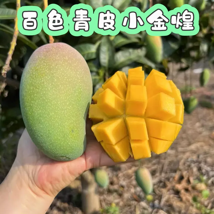 正宗广西青皮金煌芒5/9斤芒果生熟两吃新鲜应季水果百色产地直发