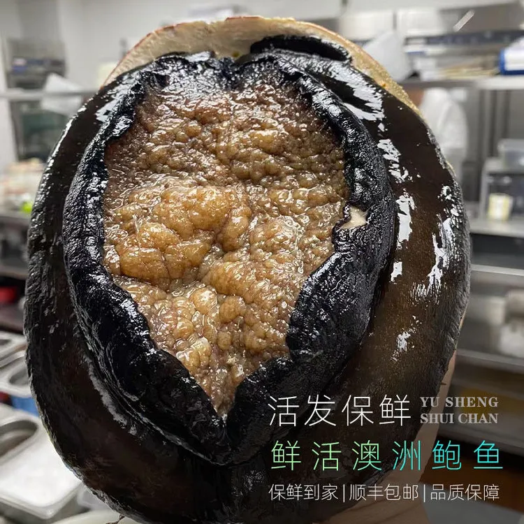 【顺丰空运】澳洲进口超大澳鲍鲜活发货1-2斤/只肉质紧实Q弹  包活