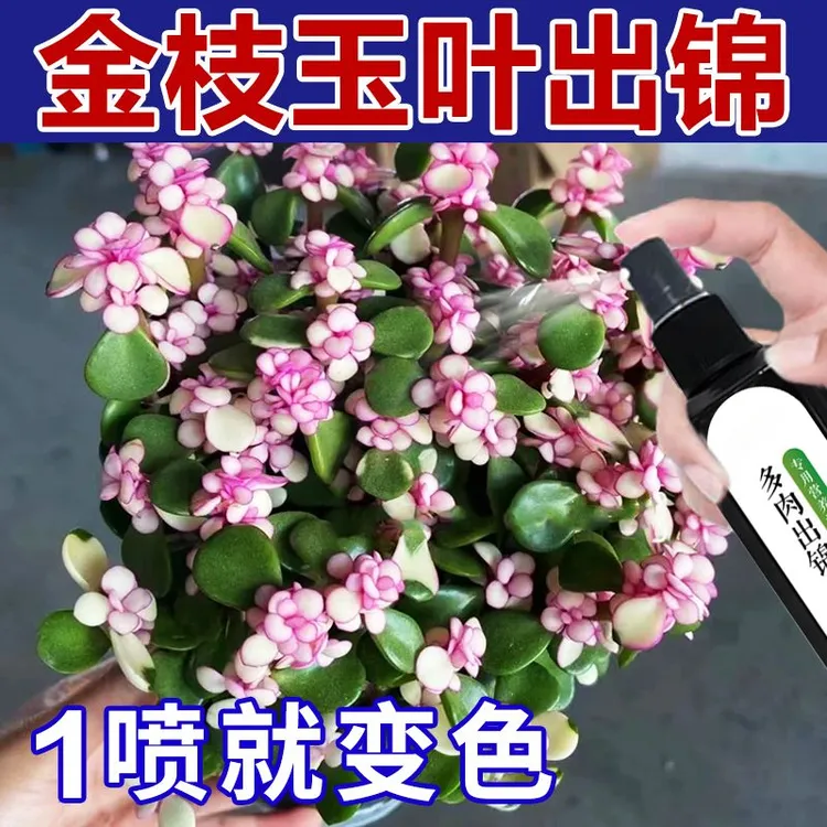 【一喷变色】金枝玉叶变色剂催锦增肥多肉爆芽生根出锦专用营养液