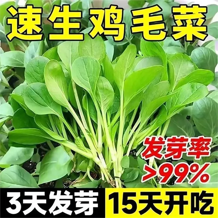 鸡毛菜种子新品种四季播种抗热耐寒蔬菜种子小白菜籽有机小青菜籽