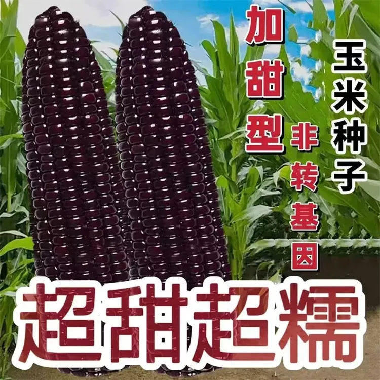 【满5包-包邮】黑甜糯玉.米种子四季可播种耐寒耐热种植