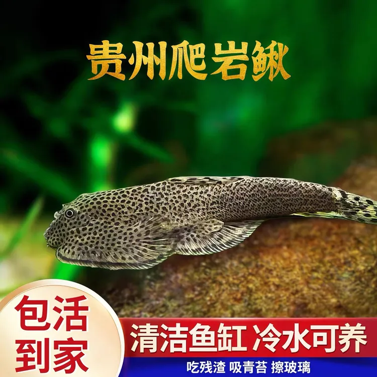 清道夫贵州爬岩鳅双吸盘冷水清洁工淡水工具鱼擦玻璃吃垃圾鱼除藻
