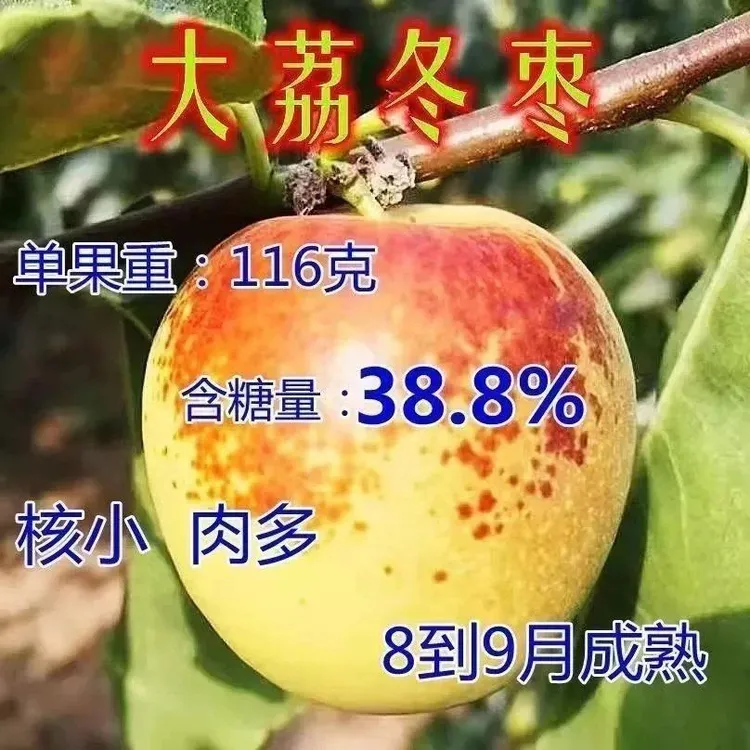 甜特大嫁接大荔冬枣树苗南北方种地栽盆栽果树苗当年结果枣子苗