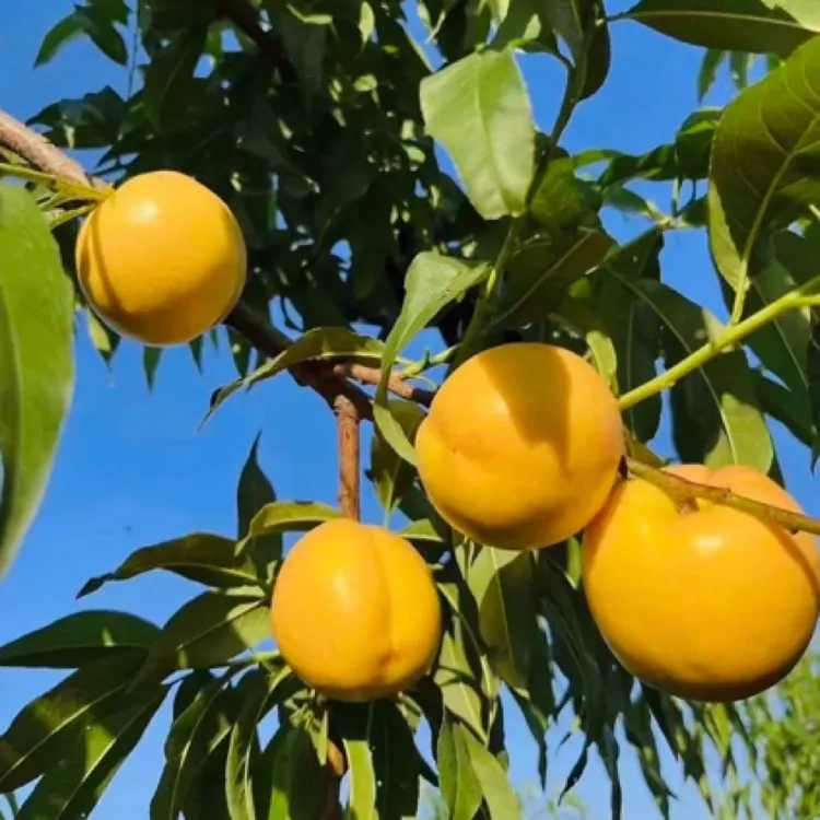 鹏子自选-大大大颗蒙阴黄油桃，高品质蜜汁纯甜（带箱4斤装）