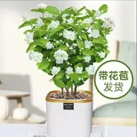 【带盆发货带花苞精品茉莉】重瓣茉莉花盆栽可室内外种植浓香好养活