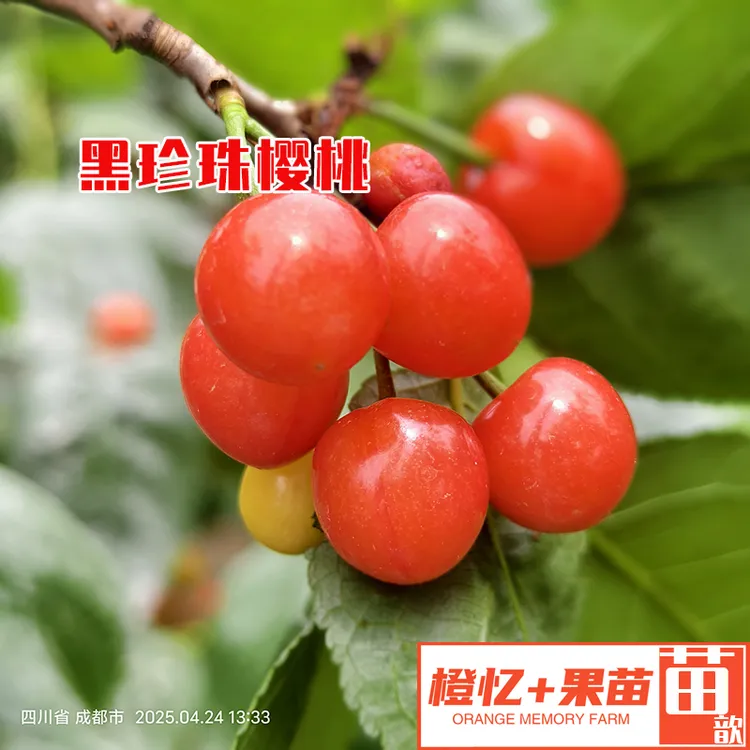 樱桃苗：黑珍珠樱桃苗丨南北方可种植葡萄柿子树【乌皮中晚熟】
