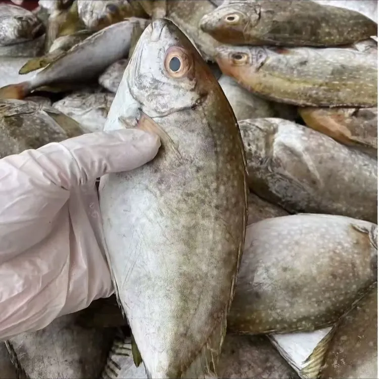 5斤装特大泥猛鱼野生深海捕捞臭肚鱼新鲜海鲜冷冻剥皮鱼海鱼