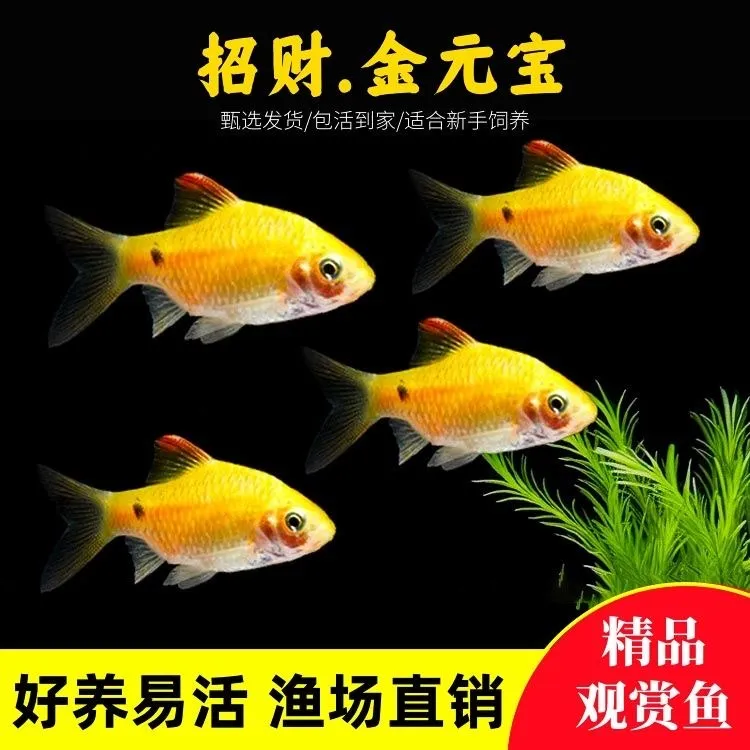 金元宝鱼冷水耐寒观赏鱼溪流闯缸淡水新手鱼玫瑰鲫鱼灯科鱼斑马鱼