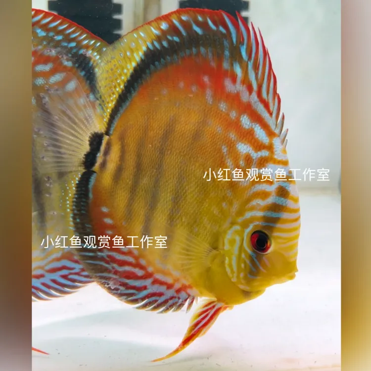 七彩神仙鱼，阿莲卡七彩神仙鱼，观赏鱼热带鱼，一手货源非鱼场鱼