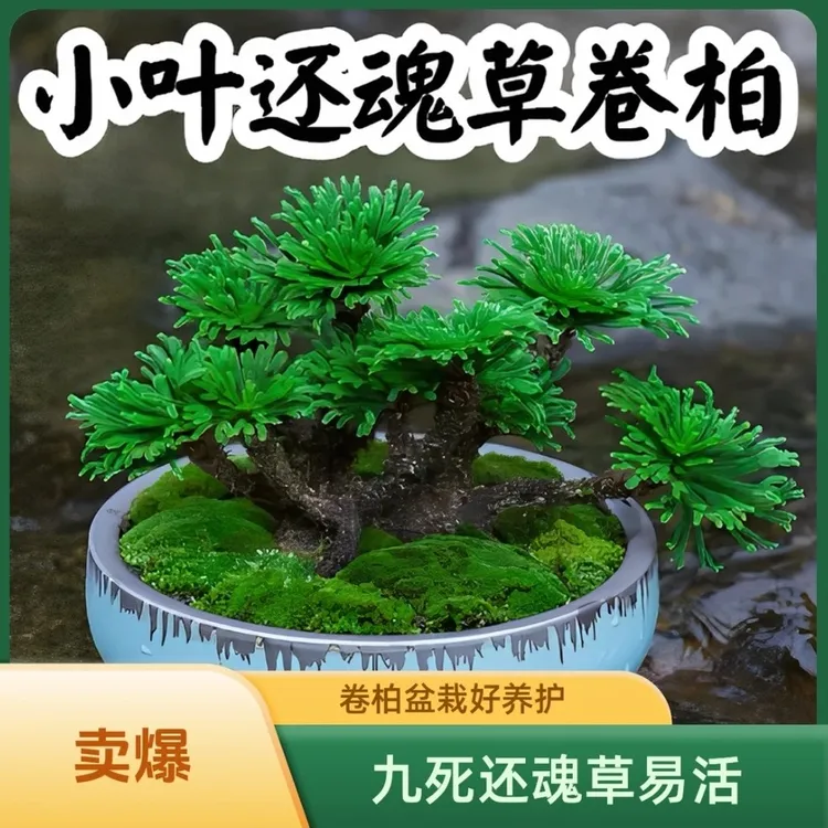 观赏九死还魂草见水还阳复活不死草卷柏盆景盆栽用于假山观景绿植