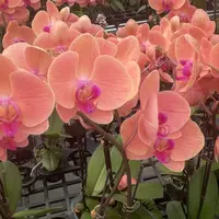 精品蝴蝶兰【晚霞】单花剑  室内好养 广州基地直发