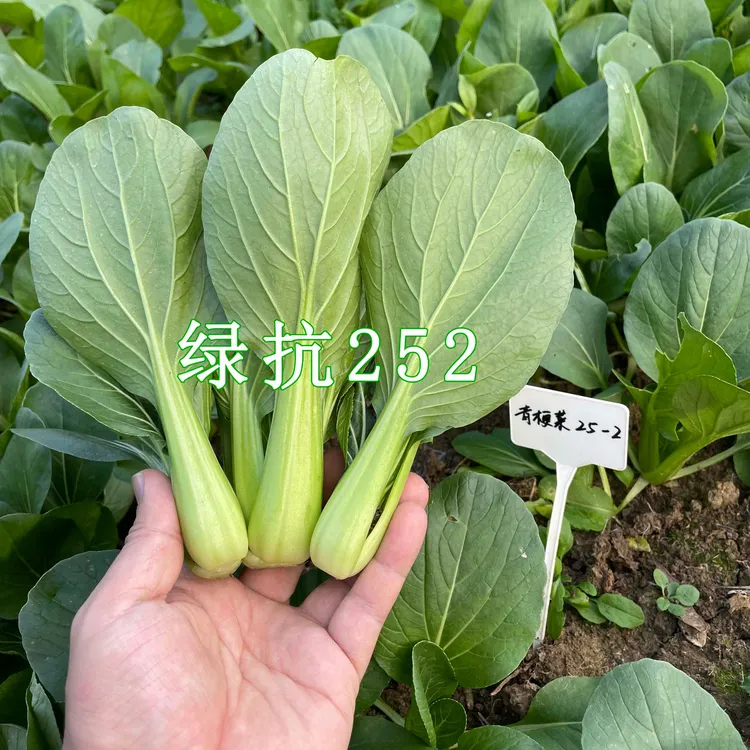 绿抗252大叶深绿色青杆耐寒耐热上海青种植基地专用露地冷棚均可