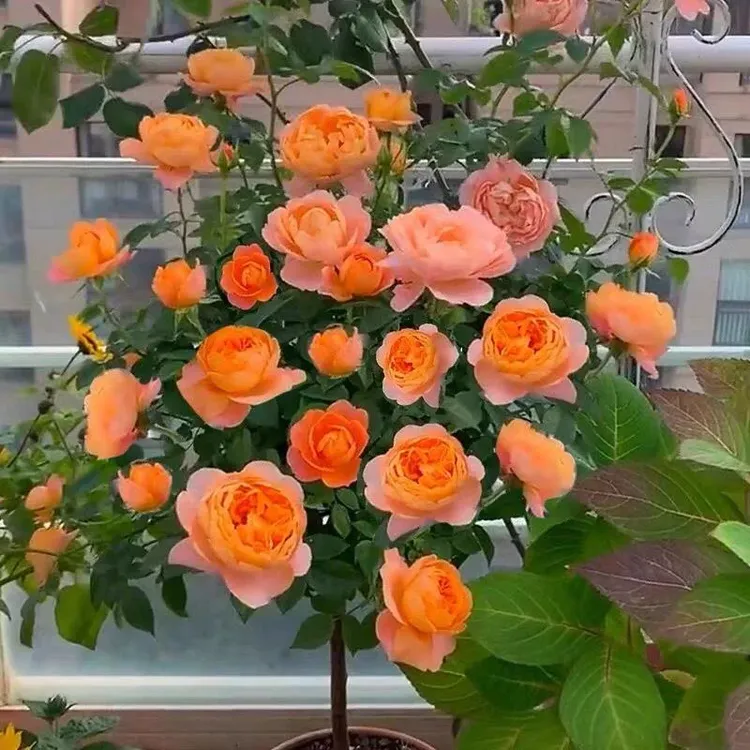 果汁阳台月季 新手易养 阳台庭院花卉 多季节开花 多头丰花勤花