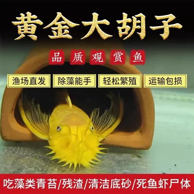 黄金胡子鱼大帆红眼蓝眼24k工具鱼清缸除藻热带鱼胡子鱼清洁鱼