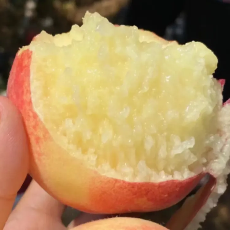 砀山新鲜水蜜桃，现摘现发货