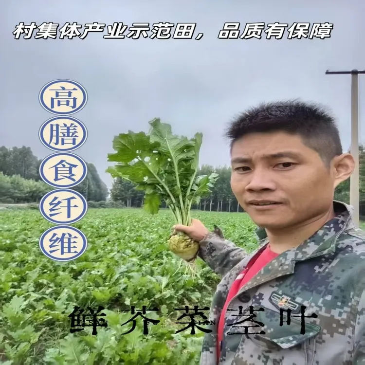 芥菜疙瘩新鲜叶子芥菜樱子辣菜酸菜农家大头菜腌咸菜梅干菜叶地里