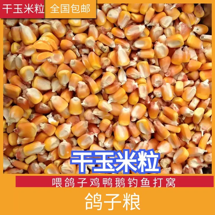 干玉米粒喂鸽子钓鱼打窝鸡鸭鹅仓鼠粮鸟食鸟粮宠物粮