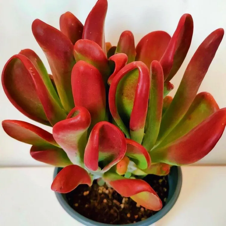 火狐狸多肉火狐狸多肉植物新品贵货筒叶老桩稀有多肉办公室桌面
