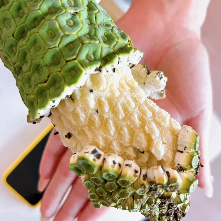 【清子专属】龟背竹果实蓬莱蕉似菠萝释迦等各种热带水果味