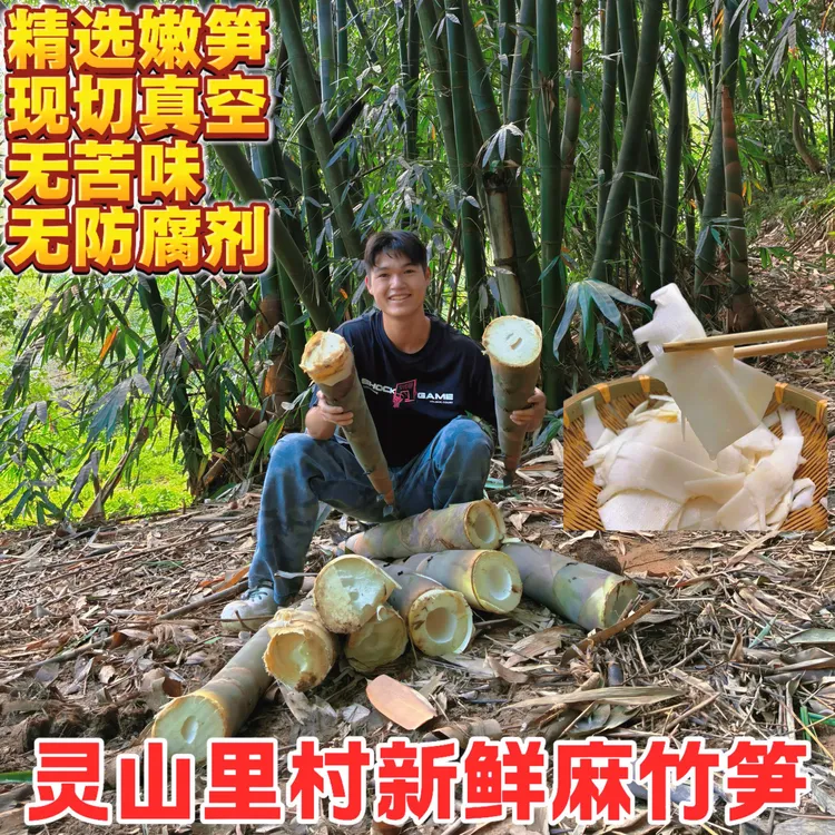 广西灵山原味麻竹笋 新鲜现挖大头笋 清水竹笋条脆嫩竹笋条