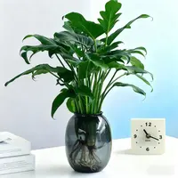 【水培春羽小天使】盆栽室内绿植花卉四季常青可净化空气好养活植物