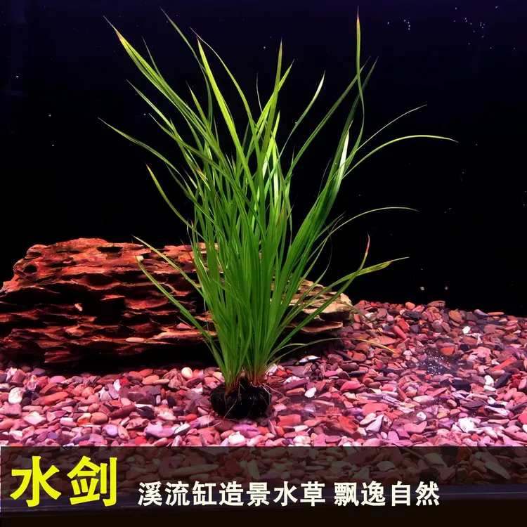 水剑坨草后景水草易养适合原生缸溪流缸懒人造景新手适用