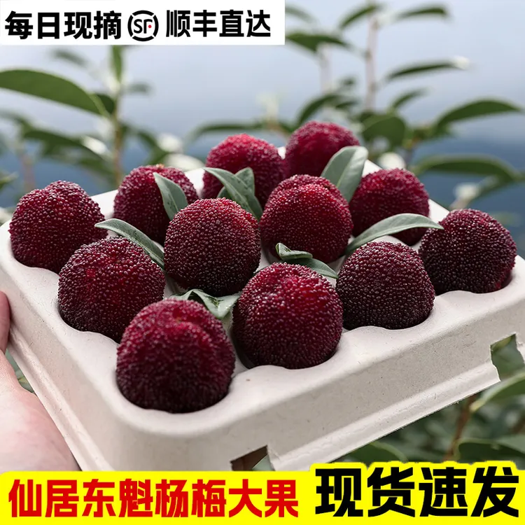 100颗现摘大果精选】正宗仙居东魁杨梅新鲜水果产地直销礼盒顺丰