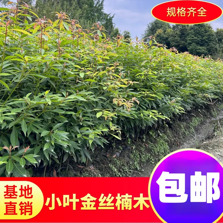 四川正宗珍稀名贵小叶金丝楠木树苗庭院四季常绿带土带叶包邮到家