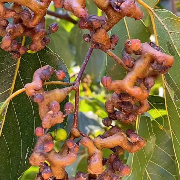 福建野生新鲜拐枣现摘现发可泡酒可生吃的枳椇子鸡爪梨万寿果
