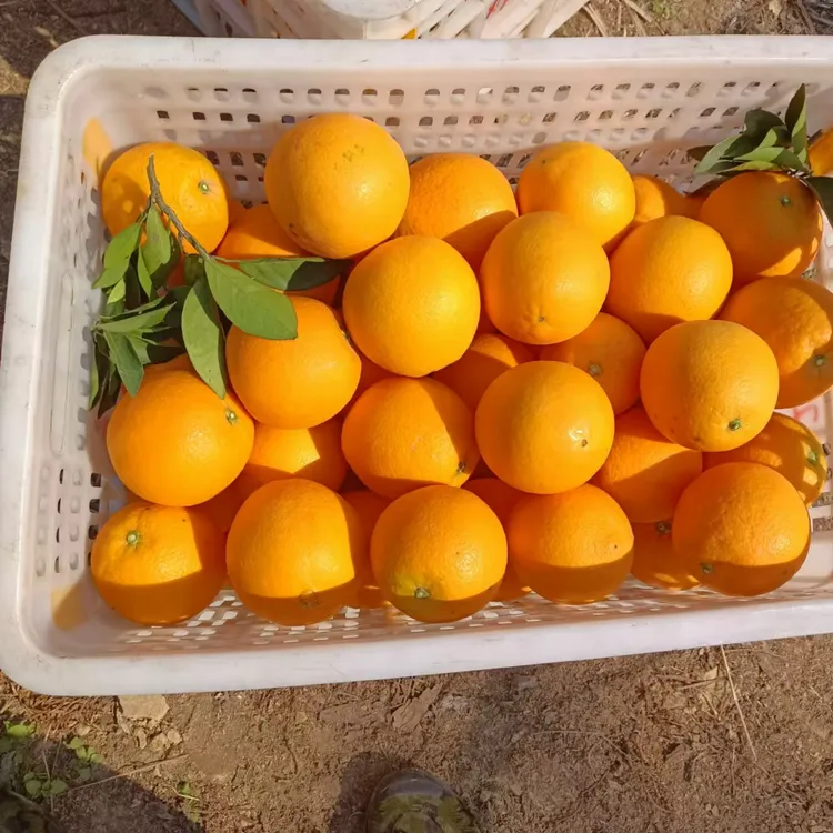 【石门纽荷尔脐橙】现摘现发 酸甜多汁 新鲜应季水果