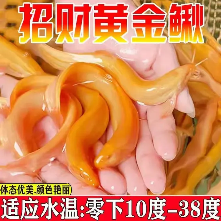 黄金鳅观赏鱼冷水淡水鱼好养耐活清洁工具鱼