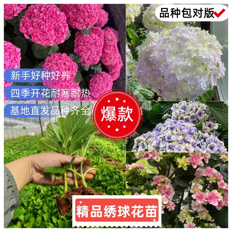 【精品绣球花苗】品种齐全多色重瓣绣球花四季开花耐热耐寒爆款推荐