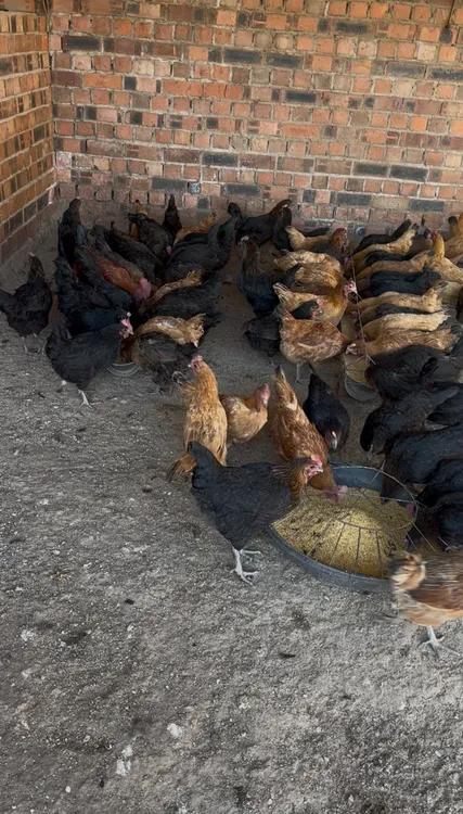 固阳大后山小慧儿散养麻羽母鸡粮食喂养 包冰率10%以内