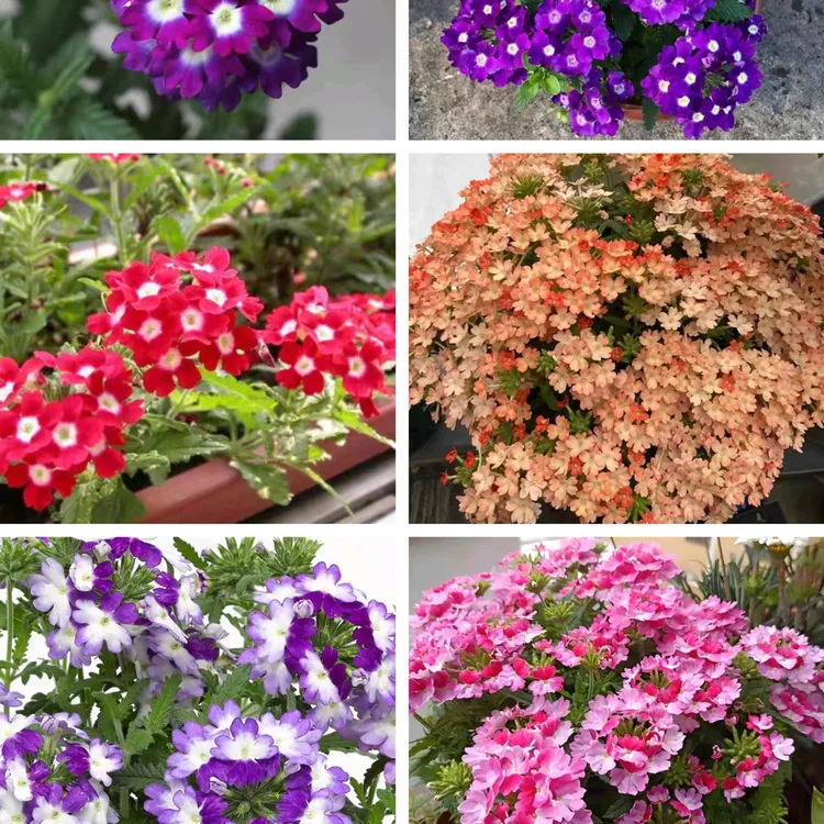 耐寒耐热盆栽地栽美女樱6色