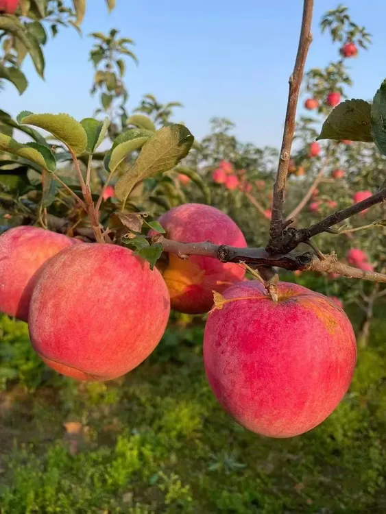 大连步云山不套袋富士，地道苹果味儿。5斤装