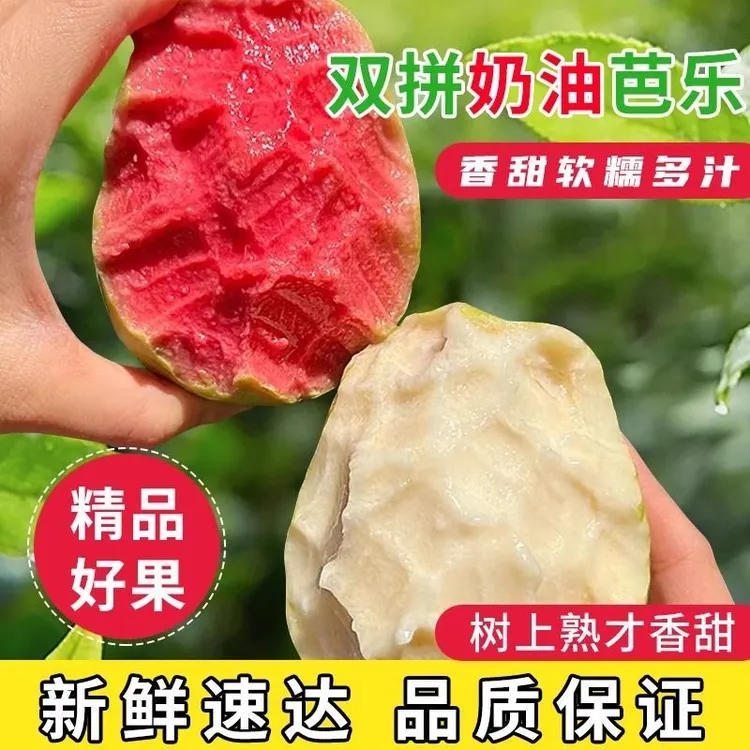 福建软红心芭乐奶油芭乐冰淇淋口感应季水果产地新鲜现摘放软吃