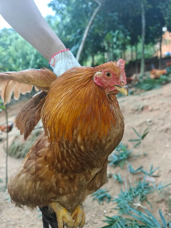 农家散养桂麻风年鸡扇鸡包邮到家所谓的广东出品鸡有鸡味。