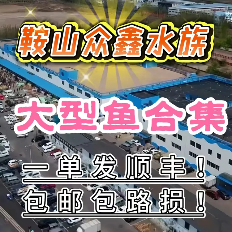 众鑫水族 大型鱼合集 链接（发货仅限辽宁省内）