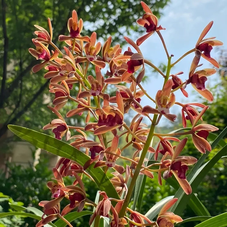 蜜蜂兰种上就来蜂正宗花诱蜂兰花四季开花好养活花卉绿植兰花盆栽