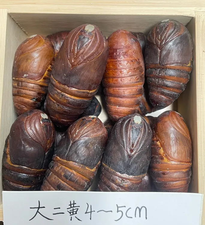 东北特产鲜活（大二黄）蚕蛹营养丰富顺丰包邮。一斤45个-47个左右