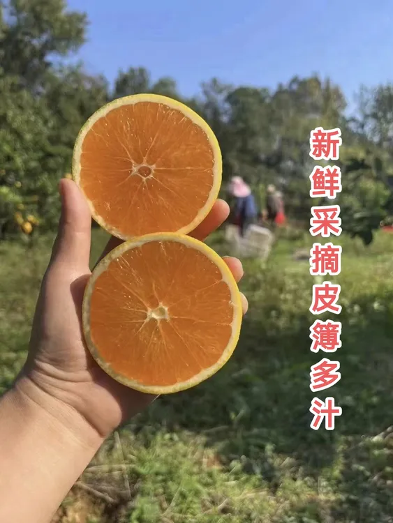 秭归脐橙九月红果冻橙新鲜采摘橙子香甜多汁