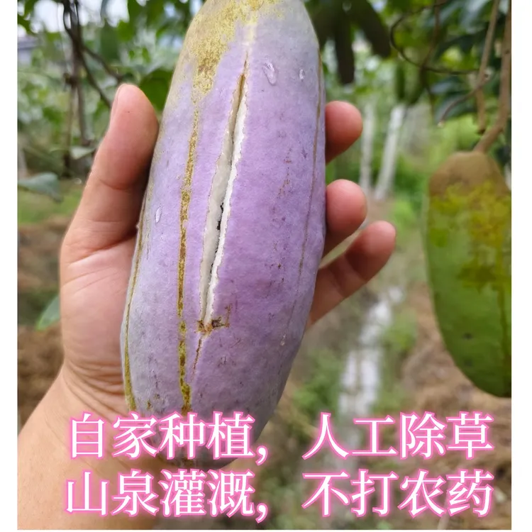 八月瓜 八月炸精品瓜 果园自产自销 现摘现发