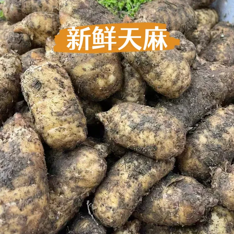 新鲜天麻 云南昭通小草坝天麻片 250克