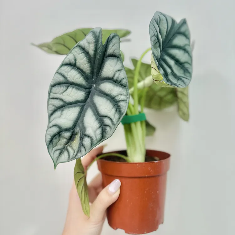 【白犀牛】原盆原土ins风桌面好养绿植不含盆器
