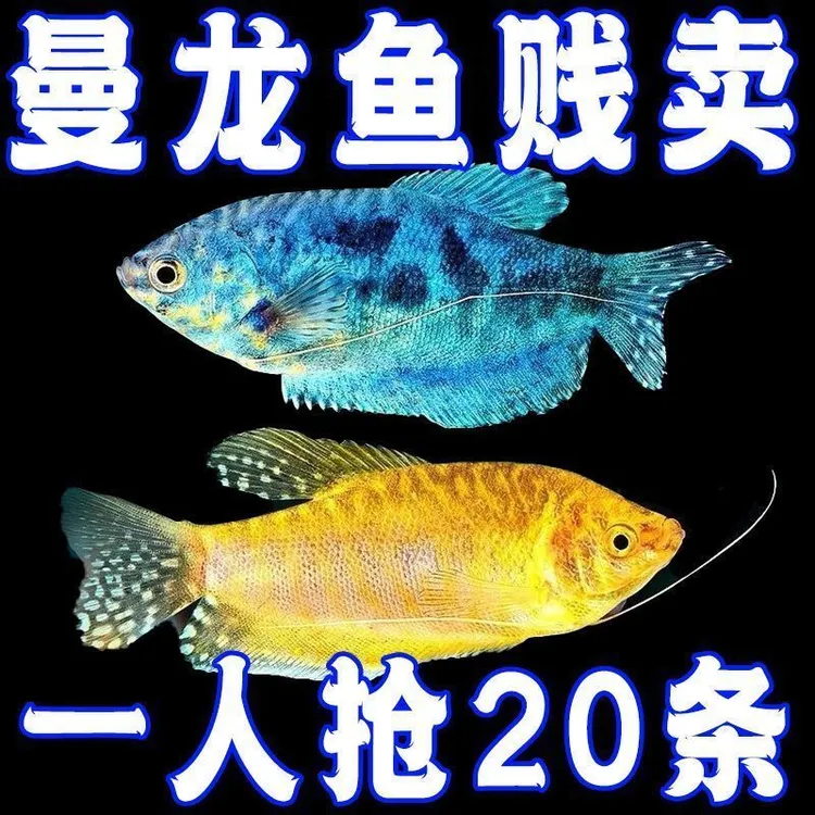 【超低价】曼龙鱼淡水热带观赏鱼蓝曼龙五彩丽丽珍珠耐活马甲小型