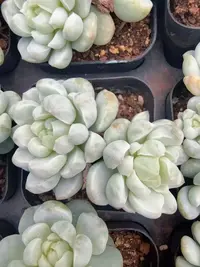 香草石化锦2-3头（5-8cm）脱土
